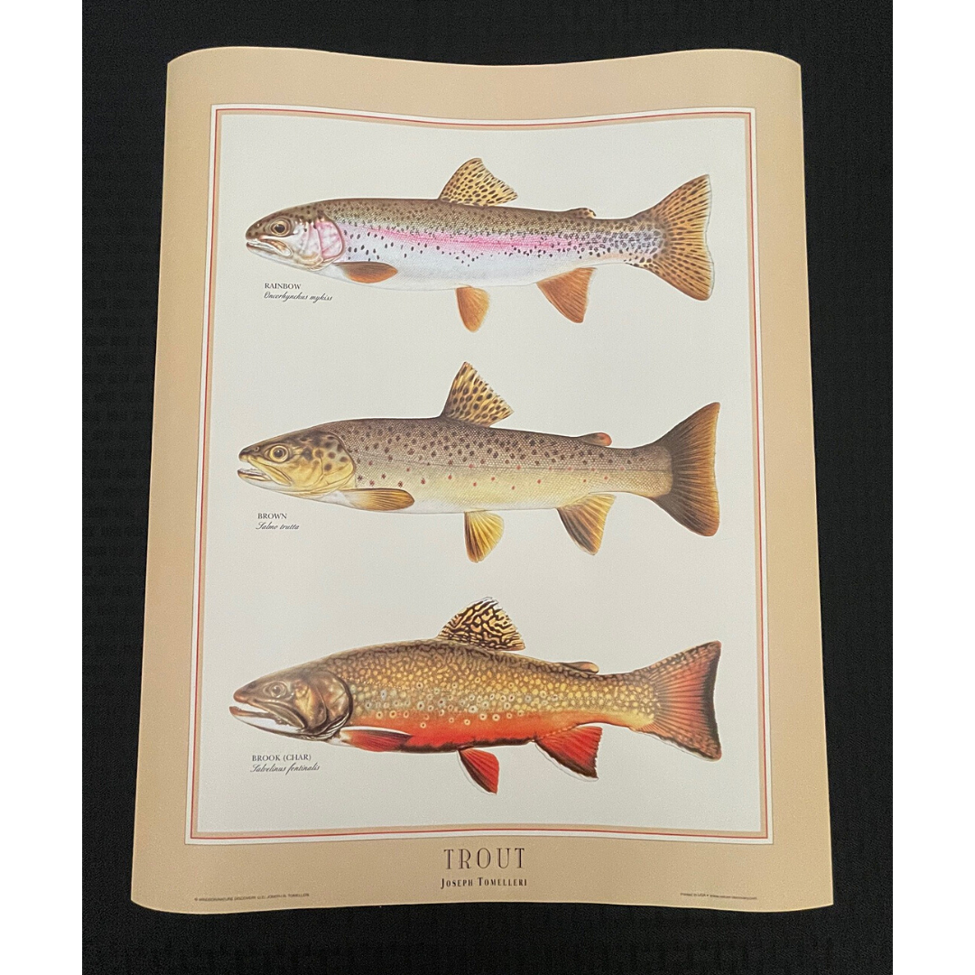 P-4 Trout, Salmon & Char of North America-Females Non-Spawning
