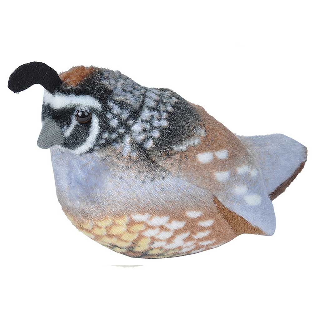 Audubon Birds | Adopt A Stream Foundation