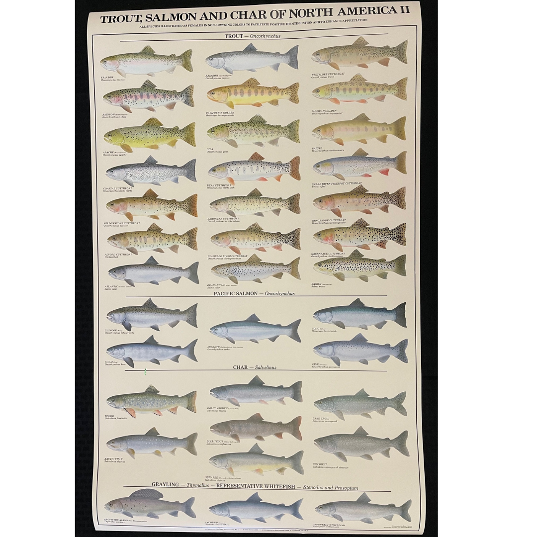 Salmon & Trout Poster – Chart with salmon and trouts  Freshwater fish,  Tropical freshwater fish, Fishing bobber