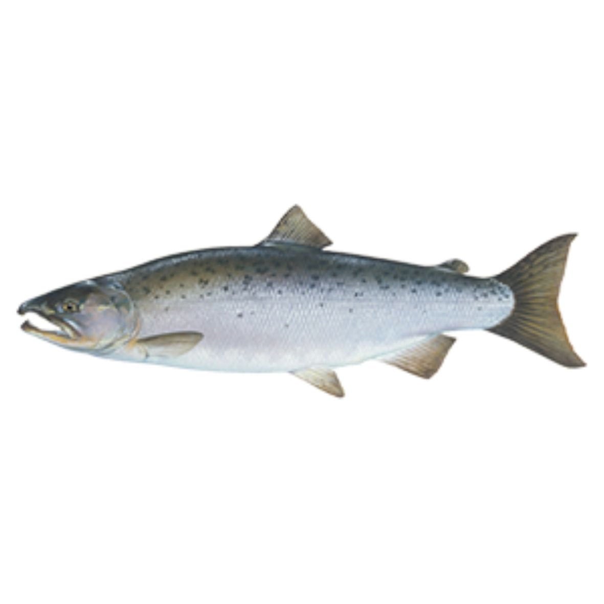 fish also known as silver salmon 4 letters