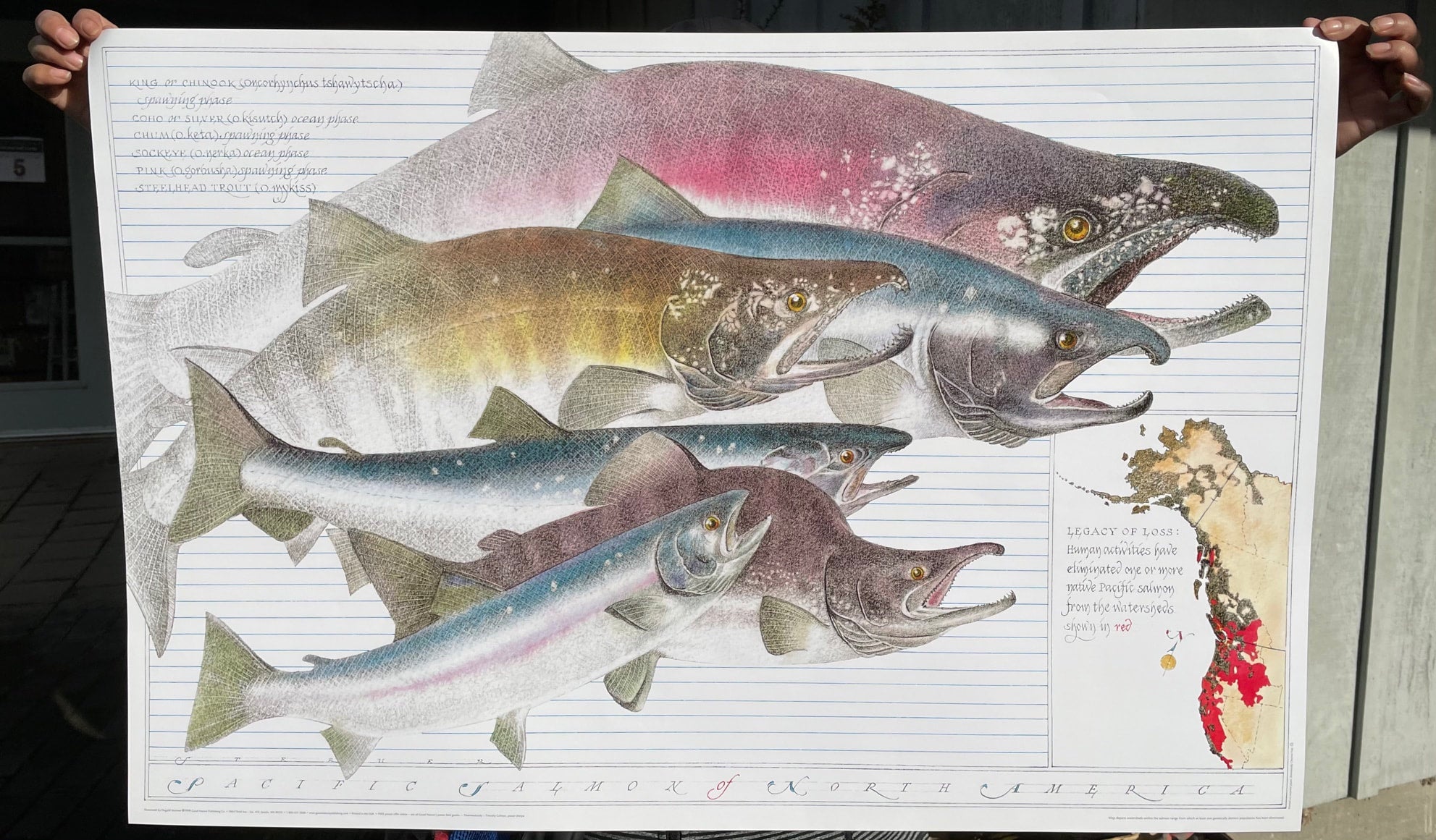 P-13 Pacific Salmon of North America Poster