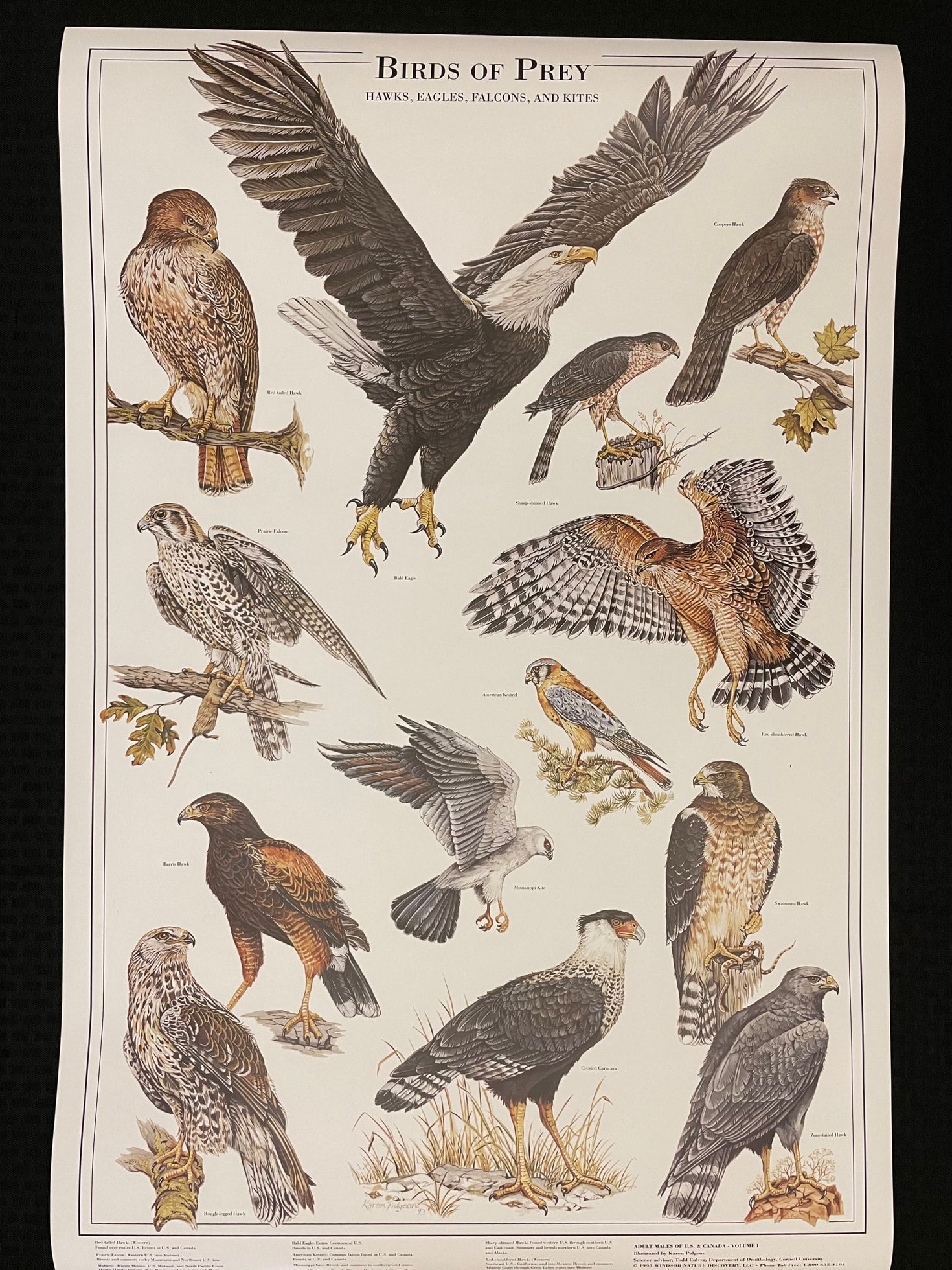 Eagles and Hawks - Birds of Prey Poster Vol. 2